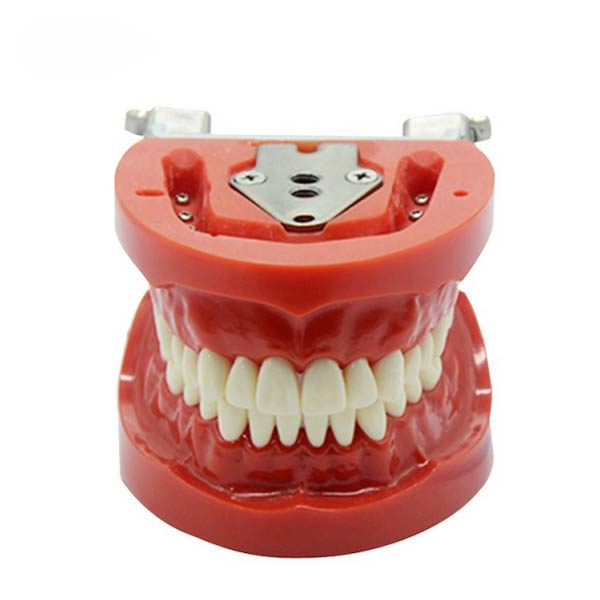 UM-A3 Standard Teeth Model (nissin)