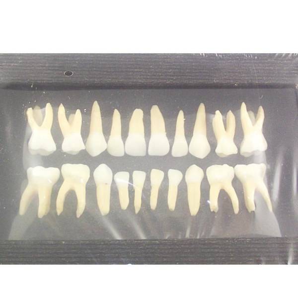 UM-C7 Primary Teeth Single Color